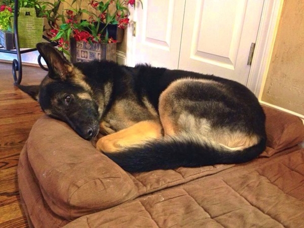 Dog Does Something Touching Every Night When Mom & Dad Are Sleep...Animal Lovers Everywhere Are In Tears! - picture 4