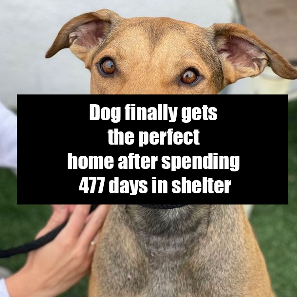 Dog finally gets the perfect home after spending 477 days in shelter