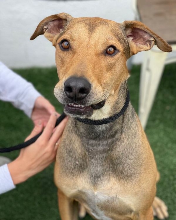 Dog finally gets the perfect home after spending 477 days in shelter - picture 2
