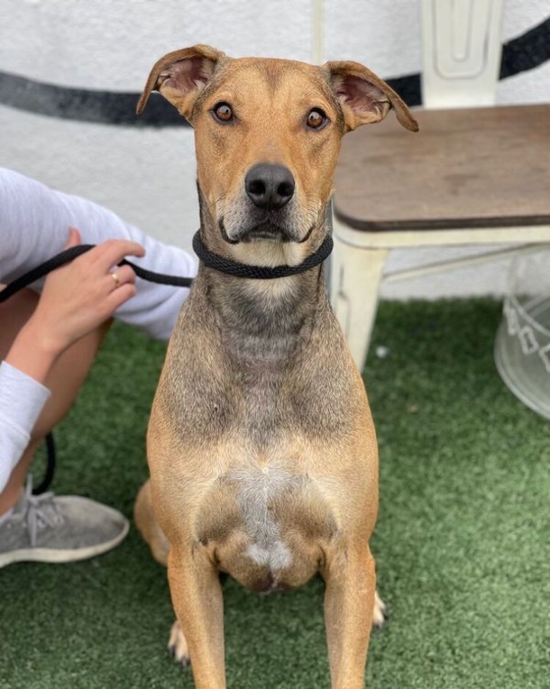 Dog finally gets the perfect home after spending 477 days in shelter - picture 3