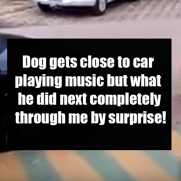 Dog gets close to car playing music but what he did next completely through me by surprise!