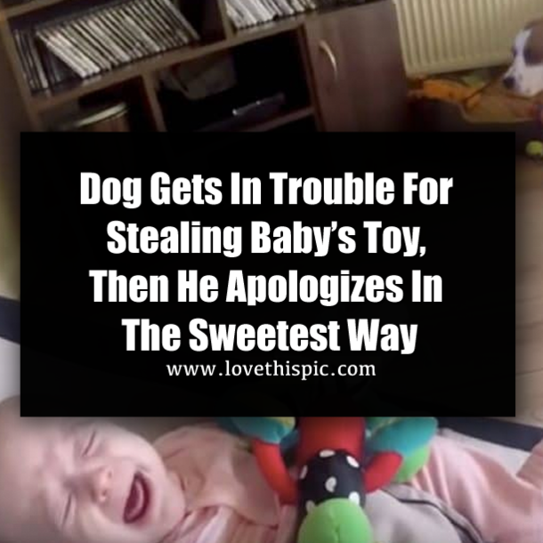 Dog Gets In Trouble For Stealing Baby’s Toy, Then He Apologizes In The Sweetest Way