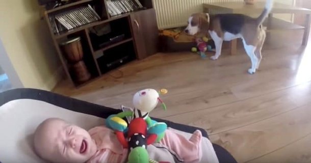 Dog Gets In Trouble For Stealing Baby’s Toy, Then He Apologizes In The Sweetest Way - picture 2