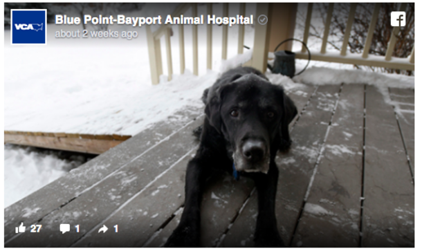 Dog Greets Mailman at Truck Every Day. But Then He Notices Them Carrying the Fourteen-Year-Old Dog… - picture 3