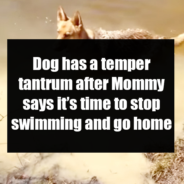 Dog has a temper tantrum after Mommy says it’s time to stop swimming and go home