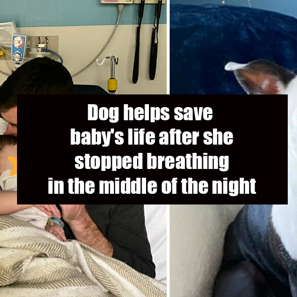 Dog helps save baby's life after she stopped breathing in the middle of the night