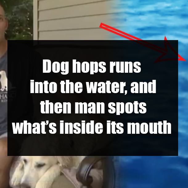 Dog hops runs into the water, and then man spots what’s inside its mouth