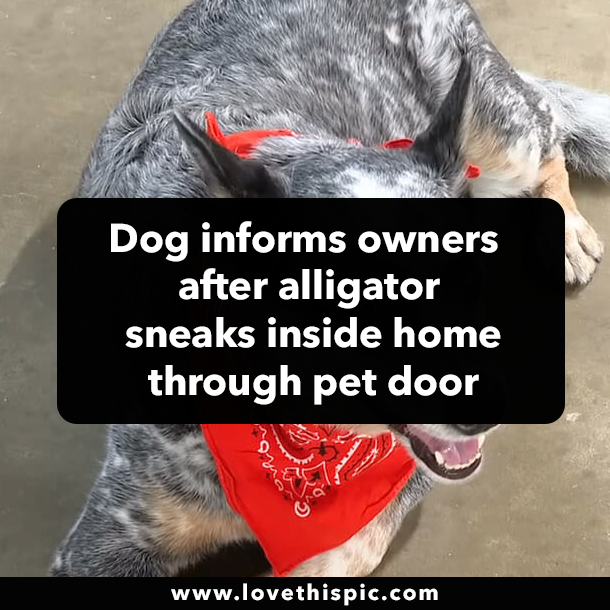 Dog informs owners after alligator sneaks inside home through pet door