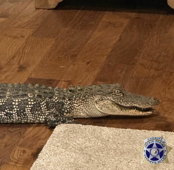 Dog informs owners after alligator sneaks inside home through pet door - picture 3