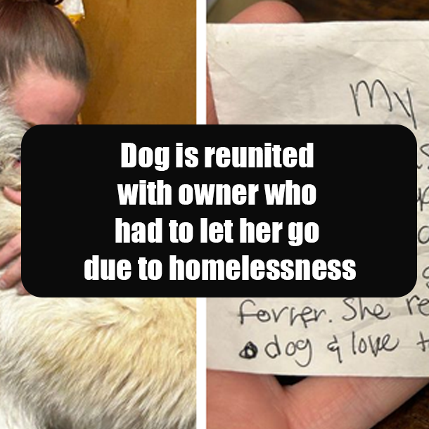 Dog is reunited with owner who had to let her go due to homelessness