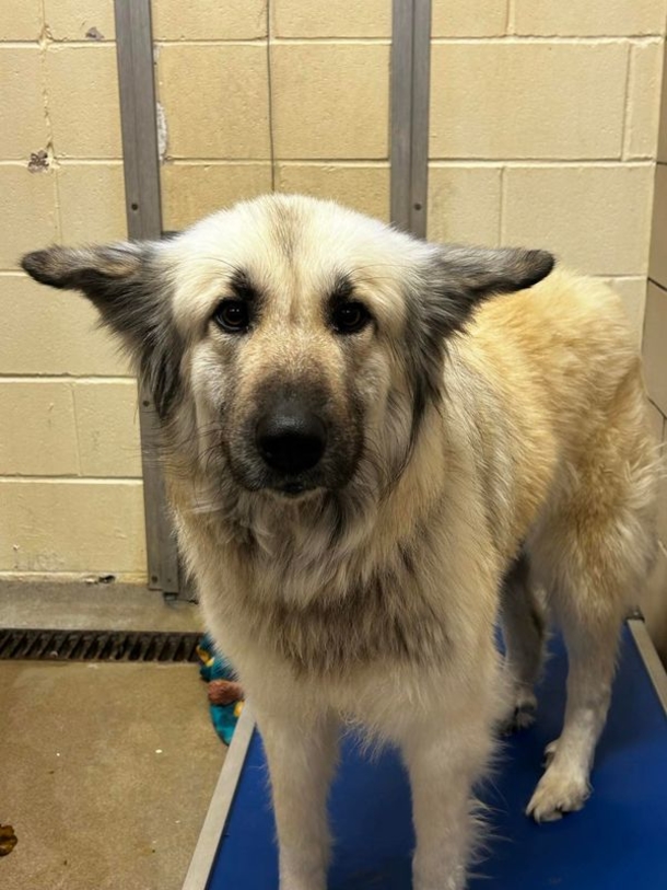 Dog is reunited with owner who had to let her go due to homelessness - picture 3