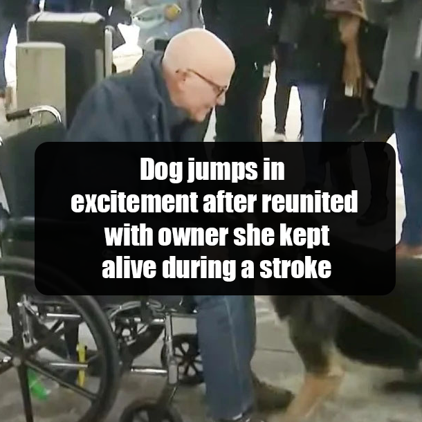 Dog jumps in excitement after reunited with owner she kept alive during a stroke
