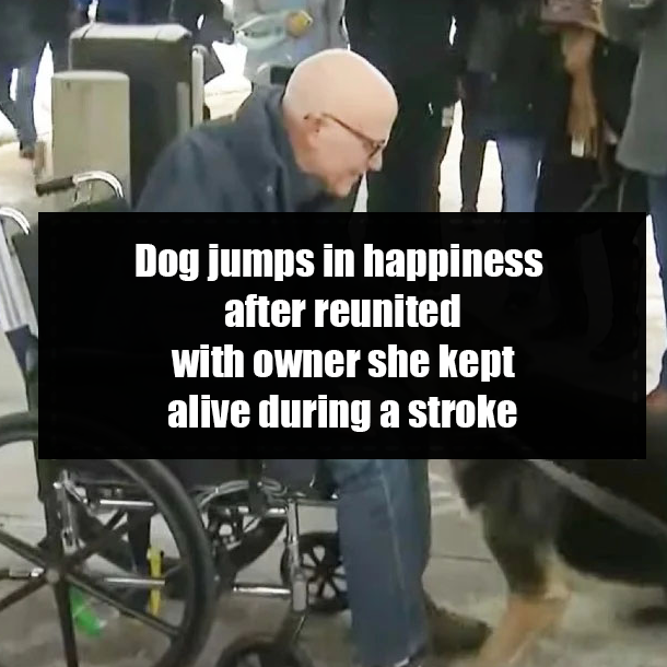 Dog jumps in happiness after reunited with owner she kept alive during a stroke