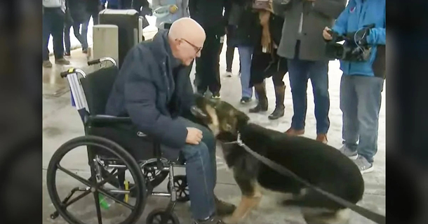 Dog jumps in happiness after reunited with owner she kept alive during a stroke - picture 2