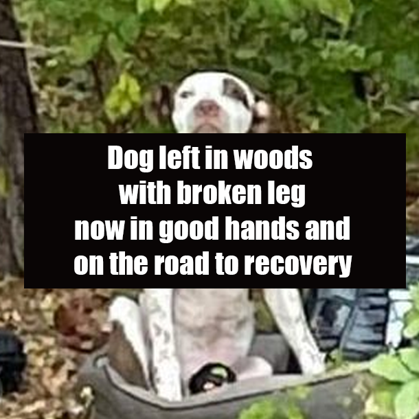 Dog left in woods with broken leg now in good hands and on the road to recovery