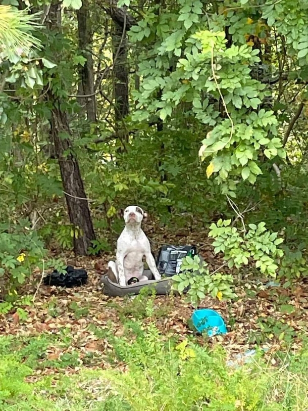Dog left in woods with broken leg now in good hands and on the road to recovery - picture 2