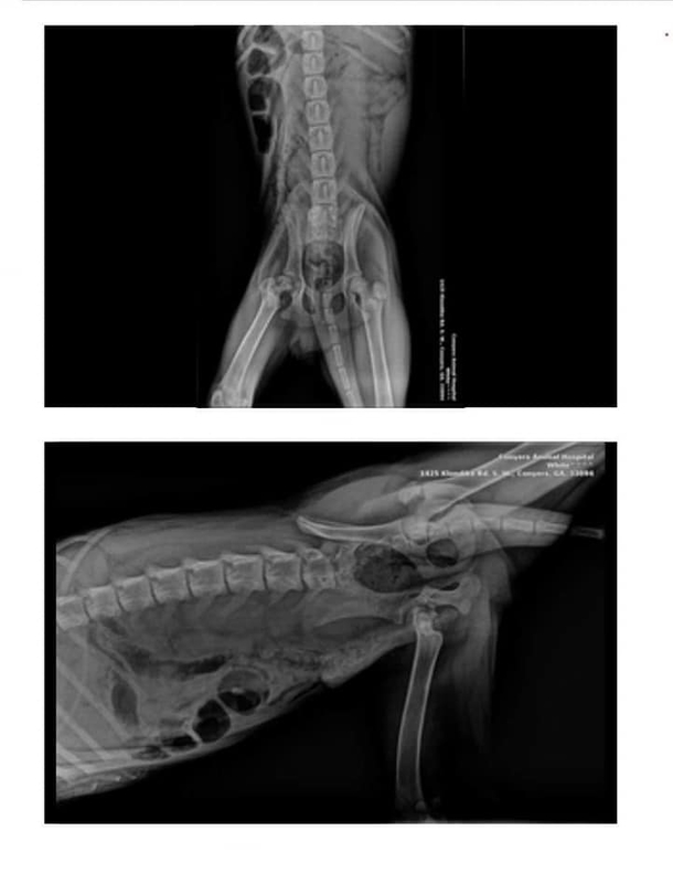 Dog left in woods with broken leg now in good hands and on the road to recovery - picture 3