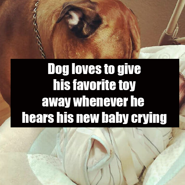 Dog loves to give his favorite toy away whenever he hears his new baby crying