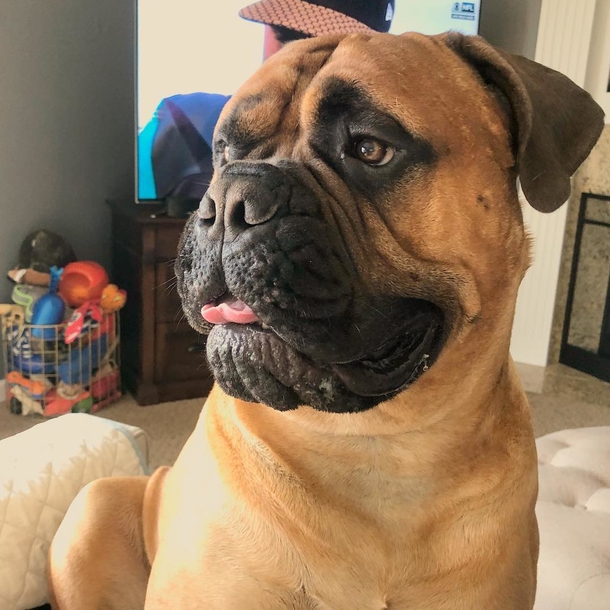 Dog loves to give his favorite toy away whenever he hears his new baby crying - picture 2