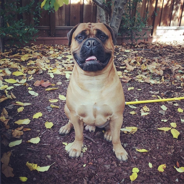 Dog loves to give his favorite toy away whenever he hears his new baby crying - picture 3