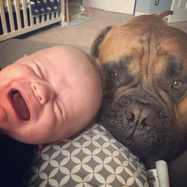 Dog loves to give his favorite toy away whenever he hears his new baby crying - picture 4