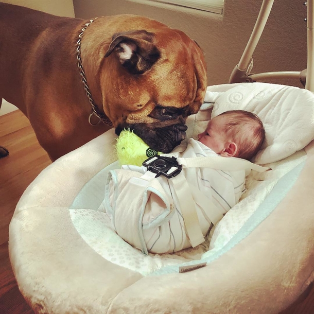 Dog loves to give his favorite toy away whenever he hears his new baby crying - picture 5