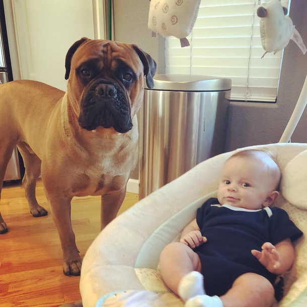 Dog loves to give his favorite toy away whenever he hears his new baby crying - picture 6