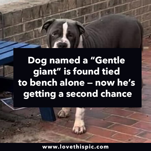 Dog named a “Gentle giant” is found tied to bench alone — now he’s getting a second chance