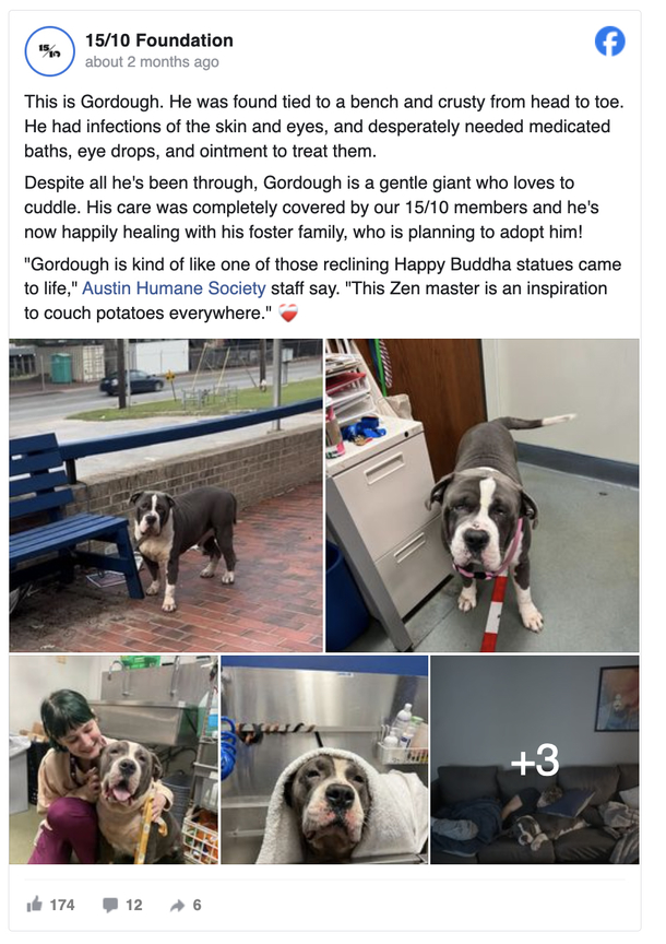 Dog named a “Gentle giant” is found tied to bench alone — now he’s getting a second chance - picture 2