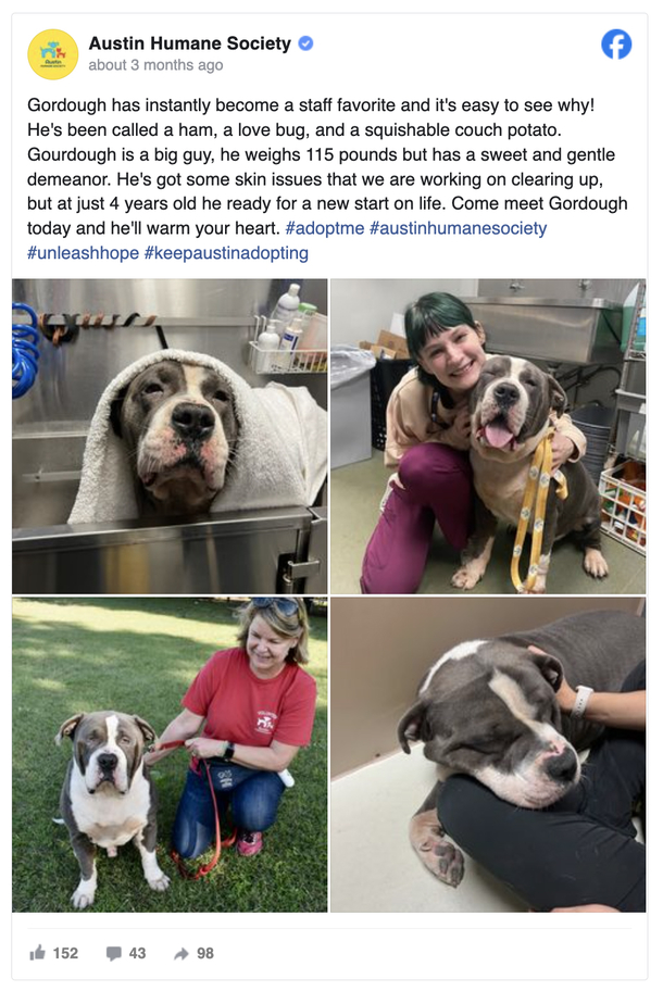 Dog named a “Gentle giant” is found tied to bench alone — now he’s getting a second chance - picture 3