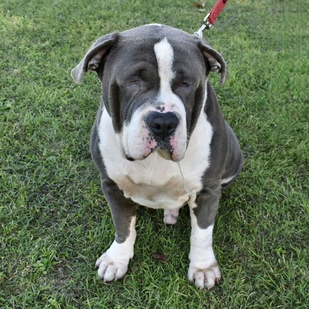 Dog named a “Gentle giant” is found tied to bench alone — now he’s getting a second chance - picture 4