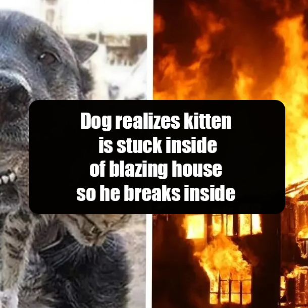 Dog realizes kitten is stuck inside of blazing house so he breaks inside