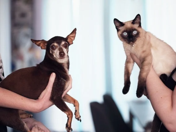 Dog realizes kitten is stuck inside of blazing house so he breaks inside - picture 2
