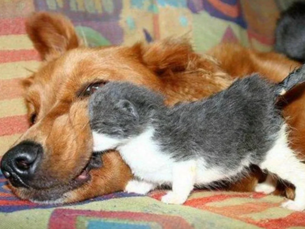 Dog realizes kitten is stuck inside of blazing house so he breaks inside - picture 3