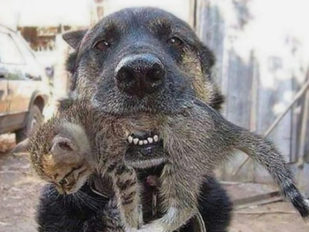 Dog realizes kitten is stuck inside of blazing house so he breaks inside - picture 6