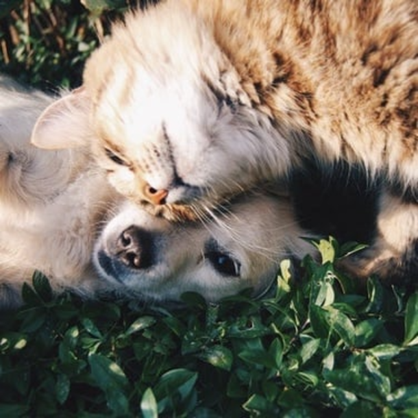Dog realizes kitten is stuck inside of blazing house so he breaks inside - picture 8