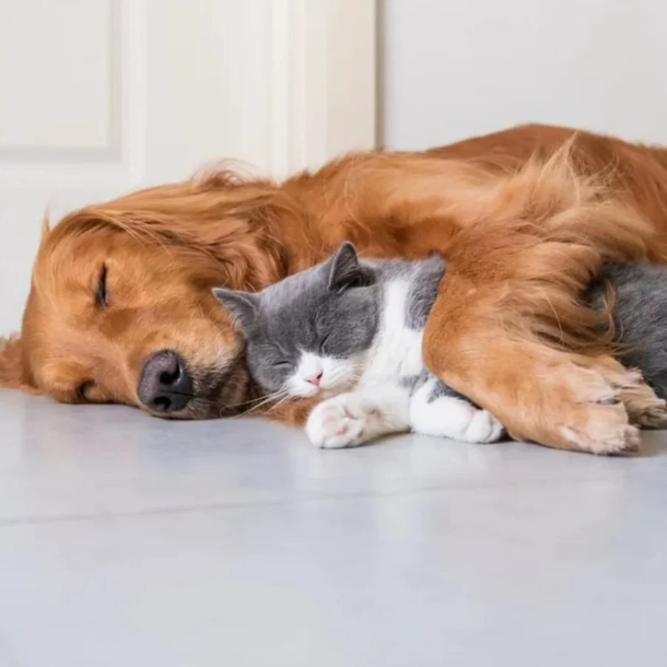 Dog realizes kitten is stuck inside of blazing house so he breaks inside - picture 9