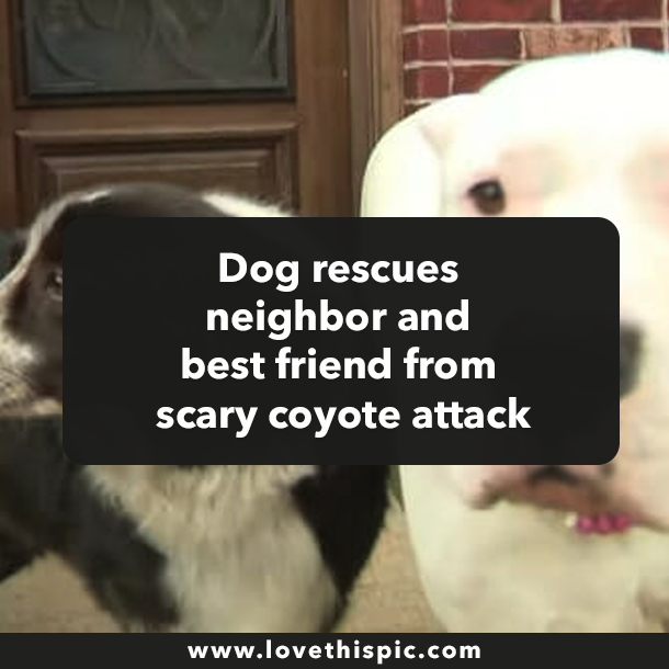 Dog rescues neighbor and best friend from scary coyote attack