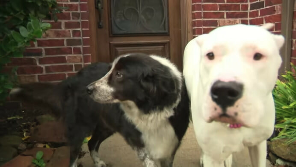 Dog rescues neighbor and best friend from scary coyote attack - picture 2