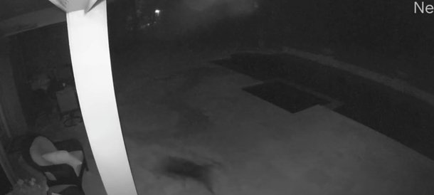 Dog rescues neighbor and best friend from scary coyote attack - picture 3