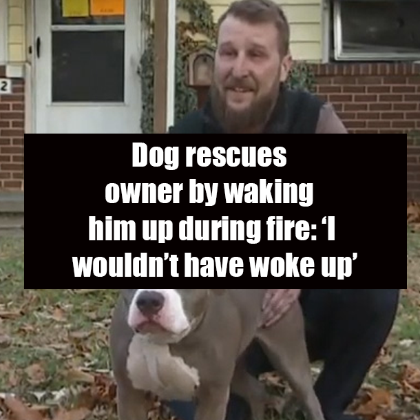 Dog rescues owner by waking him up during fire: ‘I wouldn’t have woke up’
