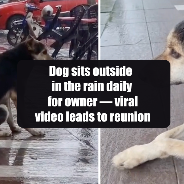 Dog sits outside in the rain daily for owner — viral video leads to reunion