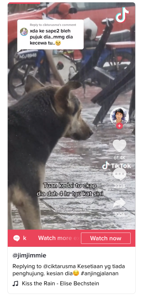 Dog sits outside in the rain daily for owner — viral video leads to reunion - picture 2