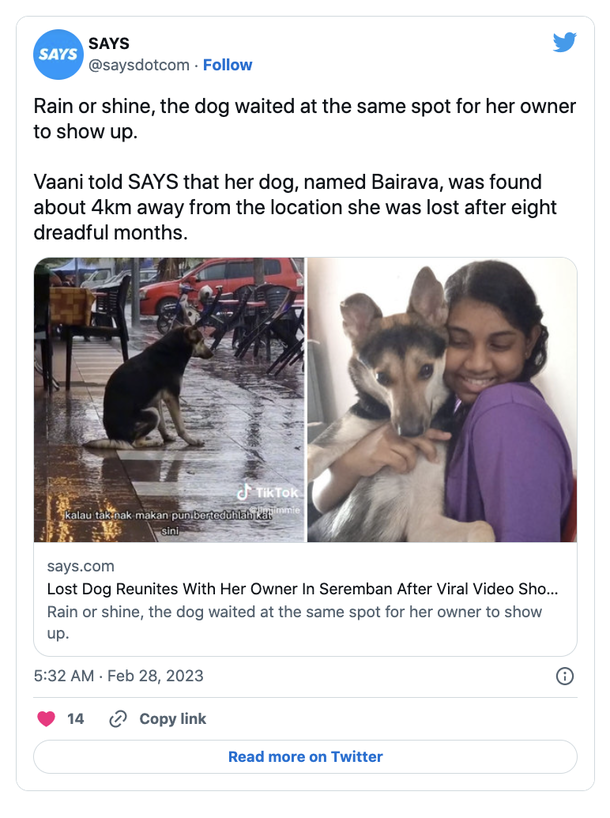 Dog sits outside in the rain daily for owner — viral video leads to reunion - picture 3