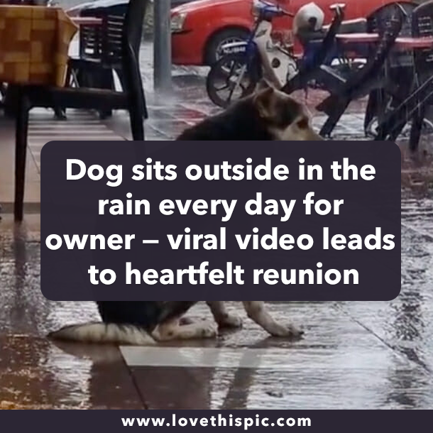 Dog sits outside in the rain every day for owner — viral video leads to heartfelt reunion