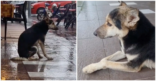 Dog sits outside in the rain every day for owner — viral video leads to heartfelt reunion - picture 2