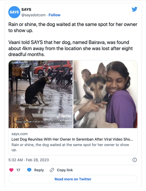 Dog sits outside in the rain every day for owner — viral video leads to heartfelt reunion - picture 3