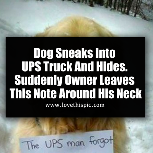 Dog Sneaks Into UPS Truck And Hides. Suddenly Owner Leaves This Note Around His Neck