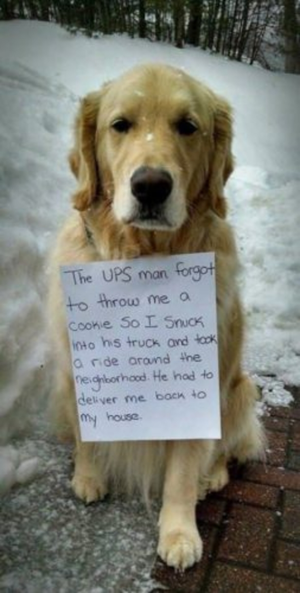 Dog Sneaks Into UPS Truck And Hides. Suddenly Owner Leaves This Note Around His Neck - picture 2