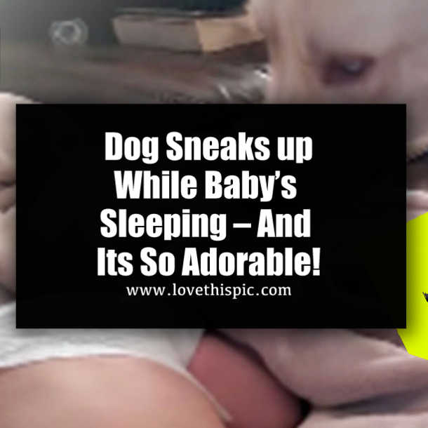 Dog Sneaks up While Baby’s Sleeping – And Its So Adorable!